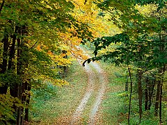 Forest Trail